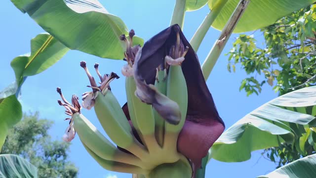 Banana flower good for cooking