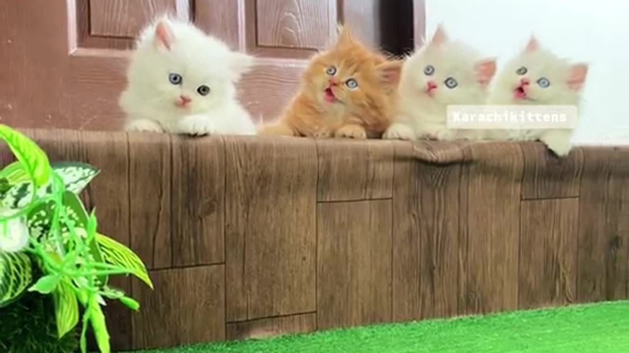 CUTE CATS