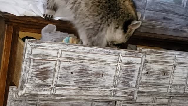 Raccoon Nestles in for a Nap