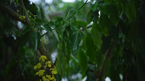 Soothing rain sounds for deep sleep