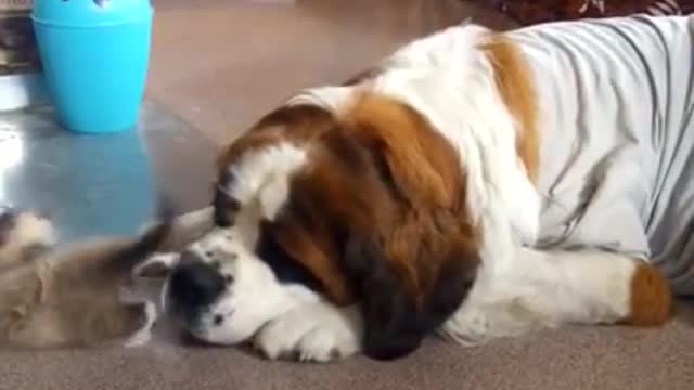 Kitten Pestering A St. Bernard