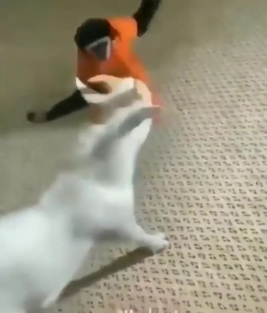 "ambiente de trabalho descontraido"