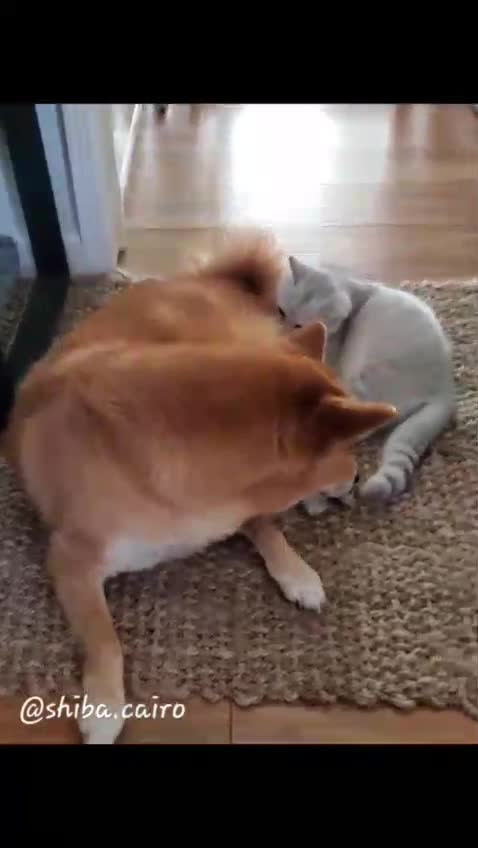 love between animals