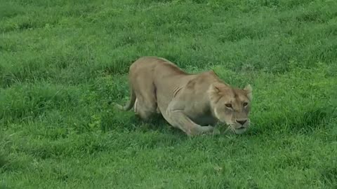 Lioness Stalking a Prey