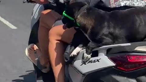 Cool Dog Wears Sunglasses On Motor Scooter