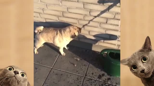 Funny Dogs Videos Compilation 2022 #1