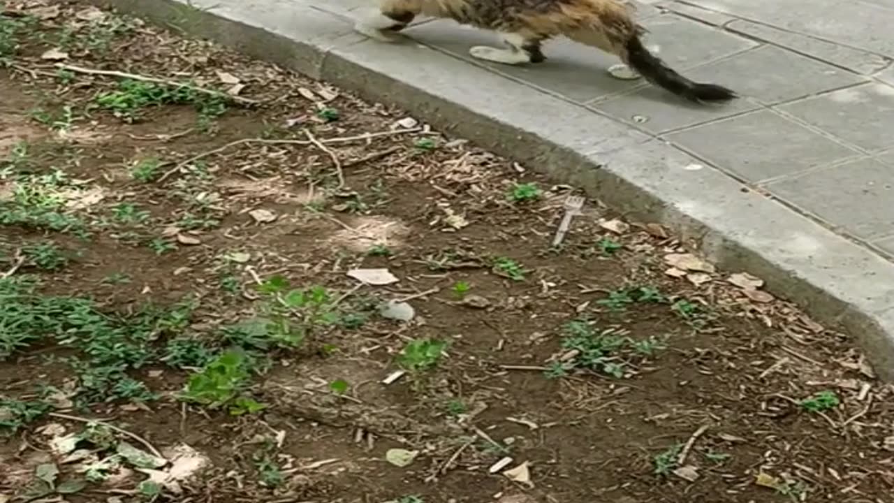 A cute and beautiful cat is resting