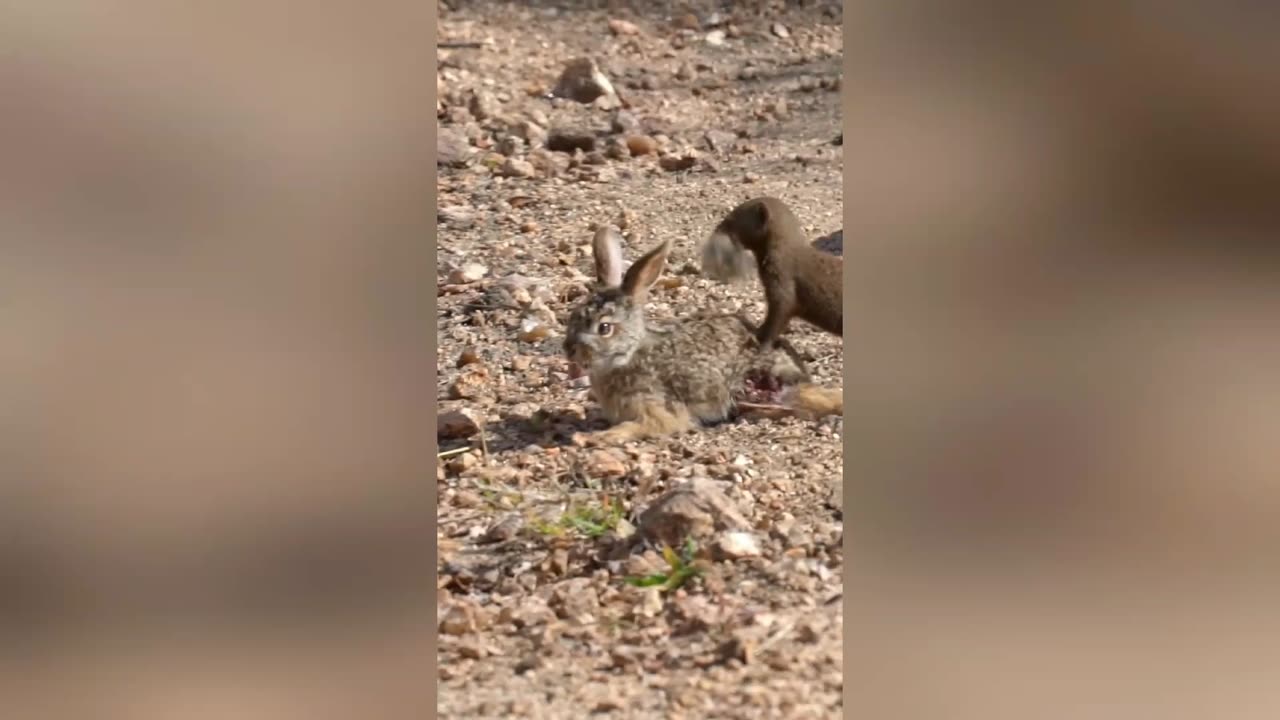 Mongooses tear a baby hare apart! 😢