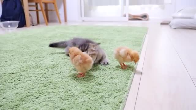 Looking back on how kitten Kiki met tiny chicks for the first time