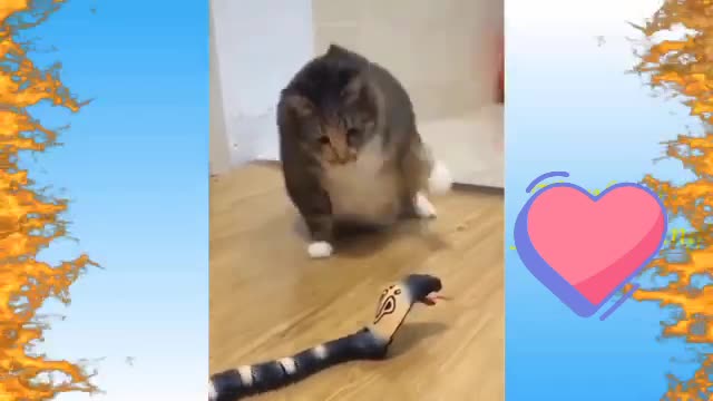 TOP FUNNY CAT VIDEOS try not to laugh