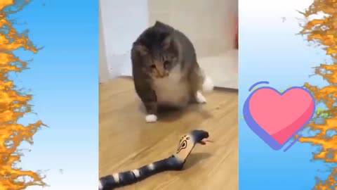 TOP FUNNY CAT VIDEOS try not to laugh