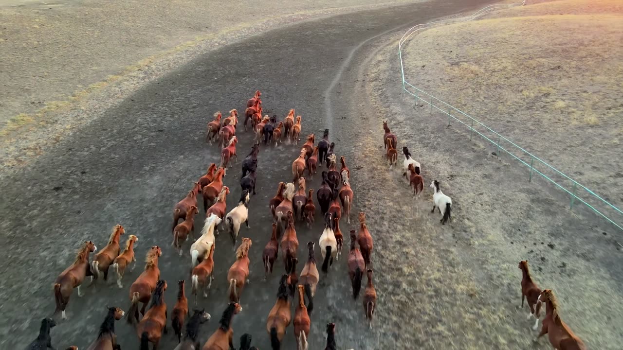 Horses Galloping Countryside Animal Mountain