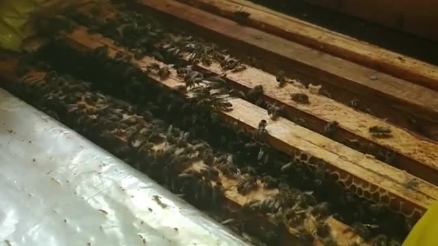 Bee hive, beekeeper shows children how the bee hive works.