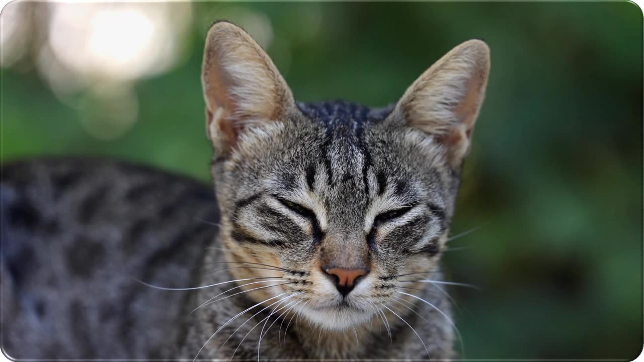 Relaxing Time Of Cat