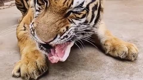 13_Eating pork for tigers, naughty little guy#tiger