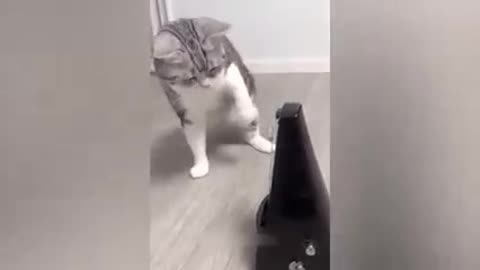 Funny cat