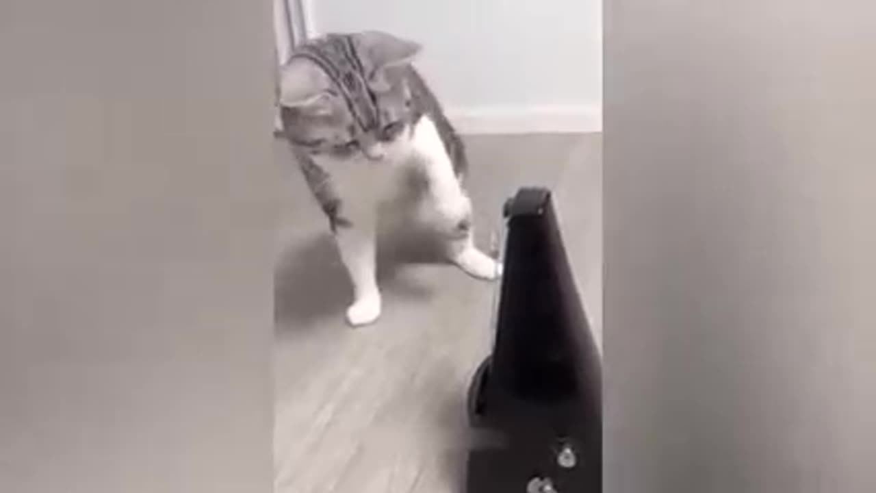 Funny cat