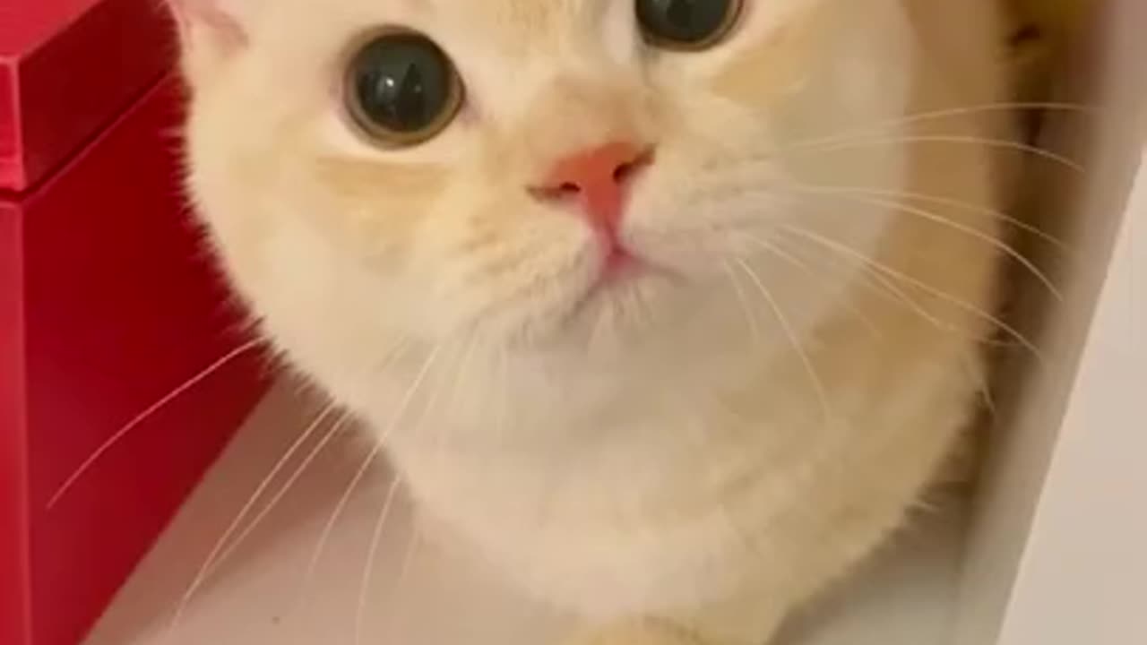 Beautiful cute cat video