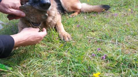 Stone Stuck in German Shepherds Mouth...Again