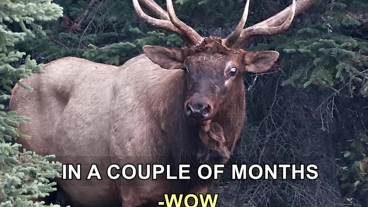 SMART HUNTERS TARGET BIG ELK JOE ROGAN