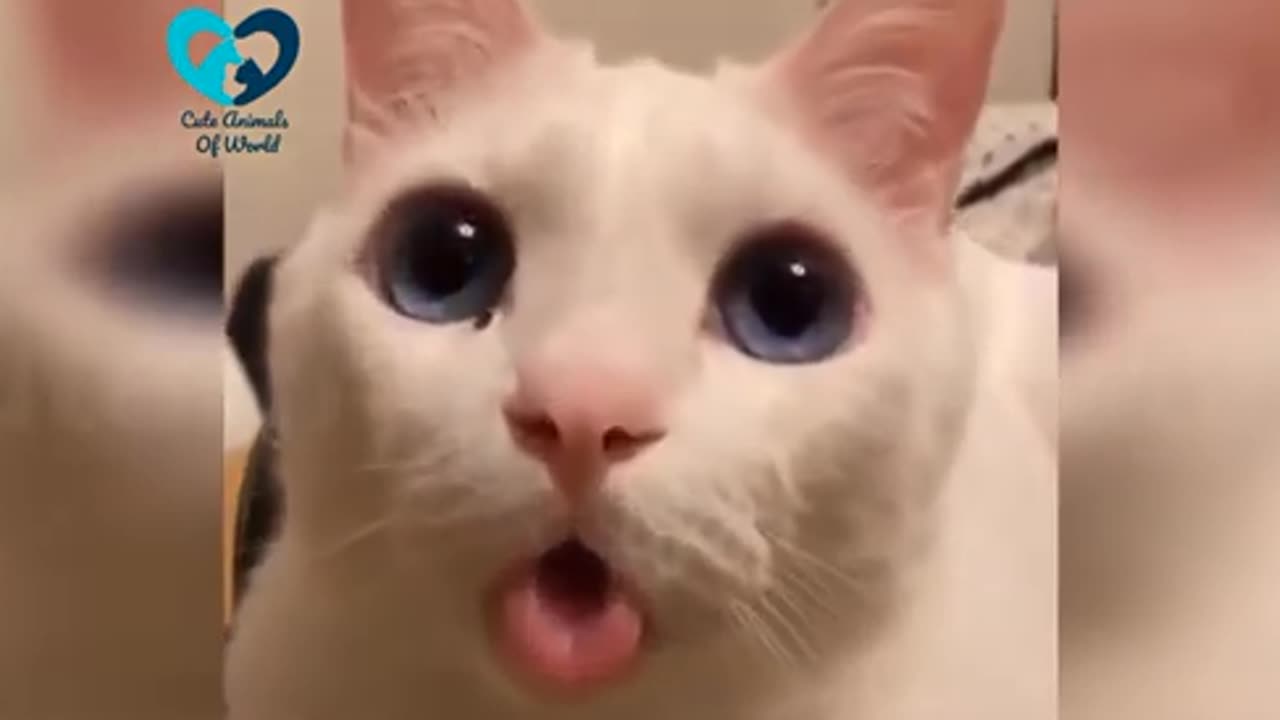 Funny cats