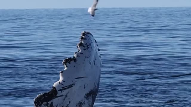 INCREDIBLE WHALE EATING