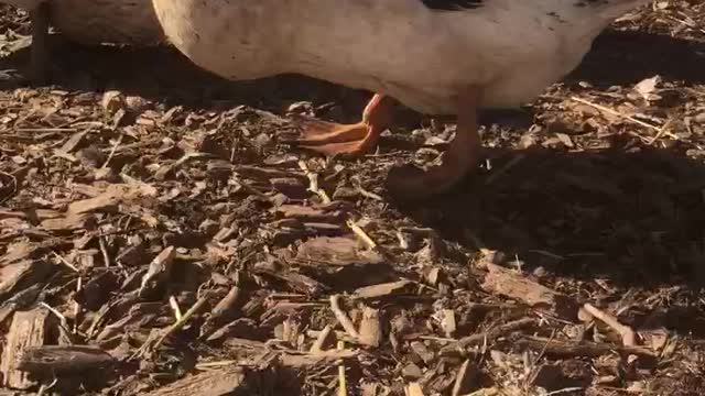 Meet Sugar. My Welsh Harlequin duck.