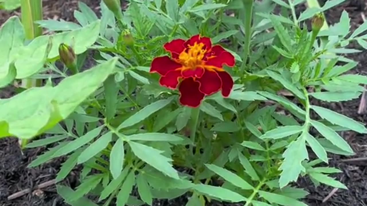 Marigolds… with Tomatoes! 🍅🌱