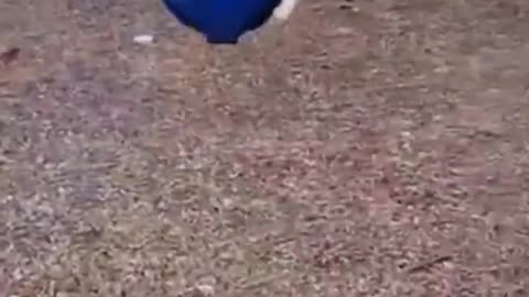 Funny Animal Videos 2022 - Funniest Dogs Videos