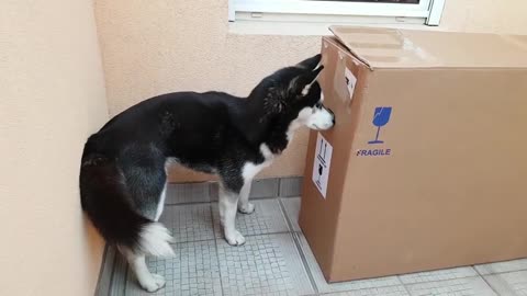 Husky does everything possible to reach owner in cardboard box