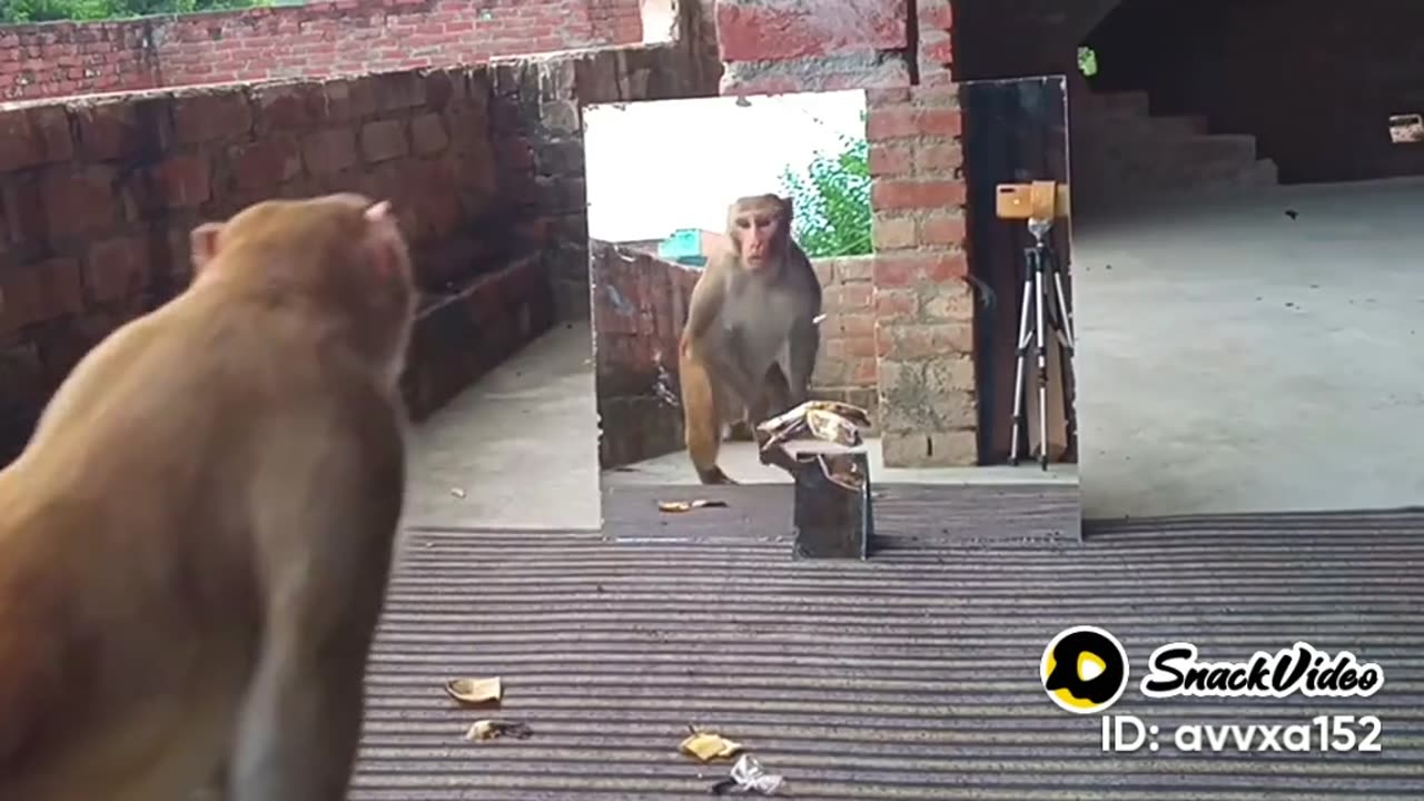 Wow Monkey entertainment wow