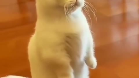 Cute Cat meme