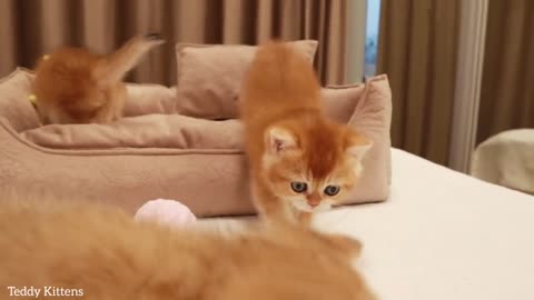 Naughty Funny kittens