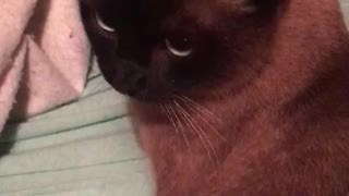 Livcotube channel music added