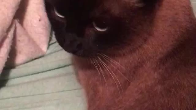 Livcotube channel music added