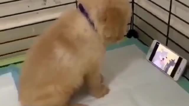 comedy dog😂😂