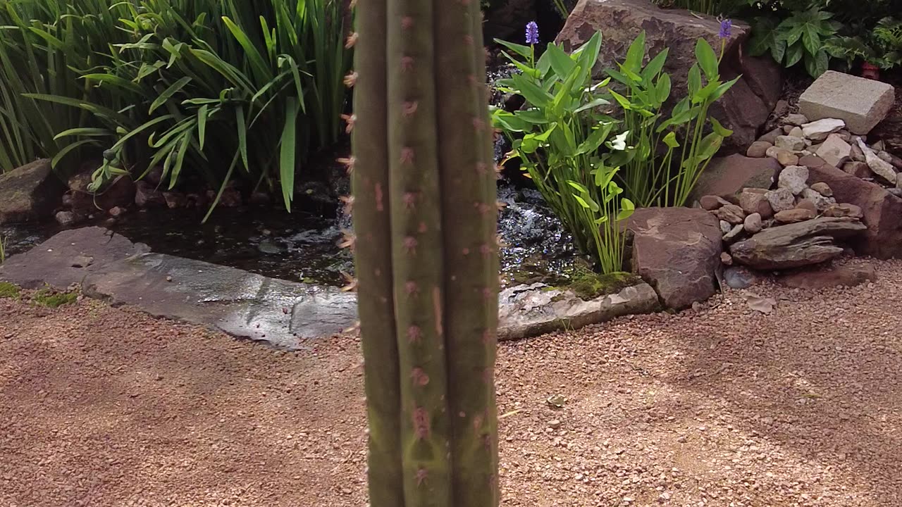 A Prickly Character!