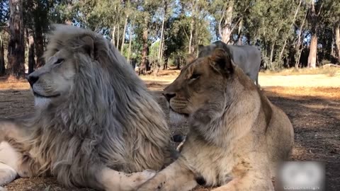 Expression of Lion After Mating 100 Times a day