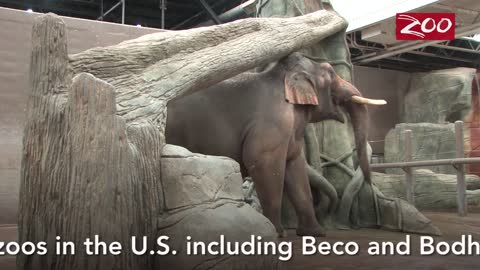 Meet Hank, Columbus Zoo's New Big Man On Campus