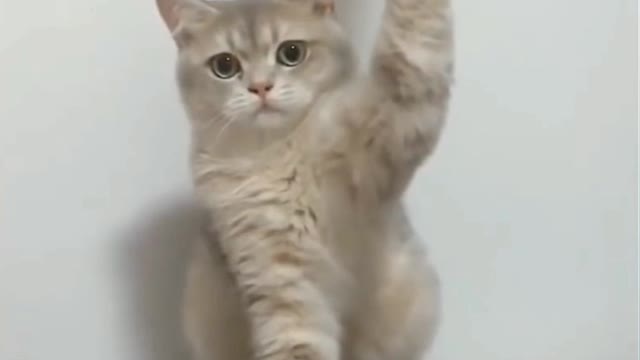 FUNNY ANIMALS VIDEO CLIPS|| FUNNY ANIMALS MOVEMENT || ANIMALS LOVERS VIDEOS CLIPS