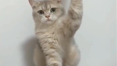FUNNY ANIMALS VIDEO CLIPS|| FUNNY ANIMALS MOVEMENT || ANIMALS LOVERS VIDEOS CLIPS