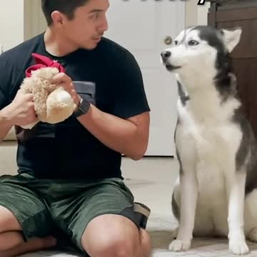 compilation | baby animals 79 | cute animals 79 | kids #shorts