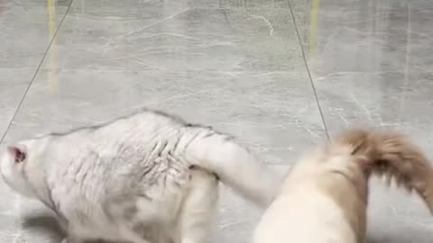 funny cat vol 2