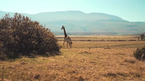 THE GIRAFFE (THE TALLEST ANIMAL IN THE WORLD)