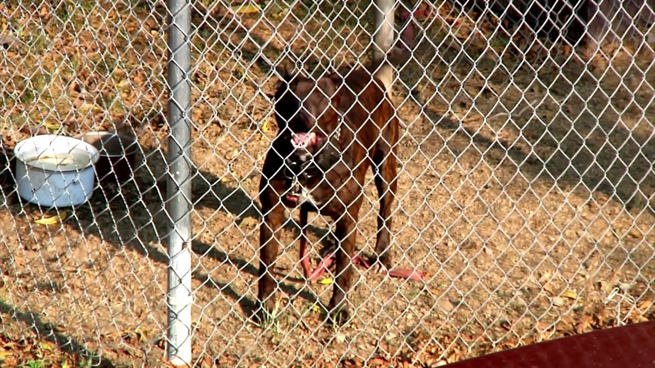 Real Guard Dogs