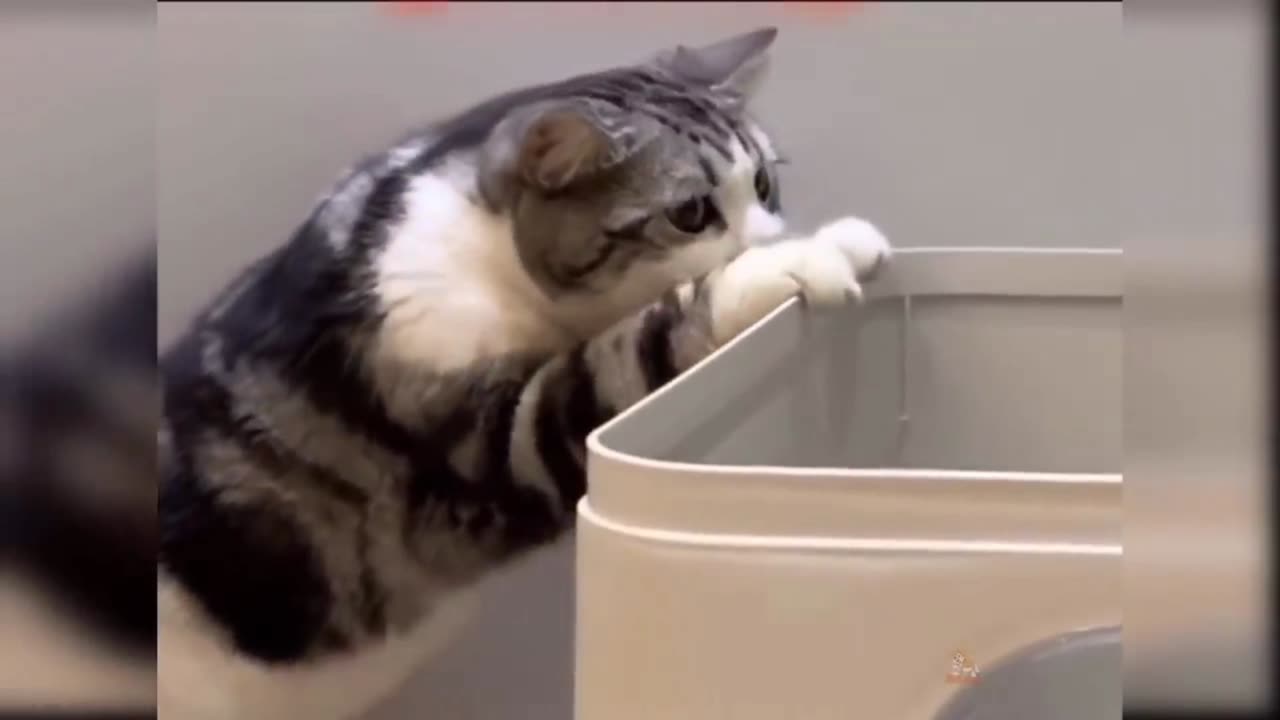 Cat Try To Meet Other Cat
