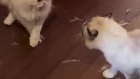 Cute cats are fighting together 😂