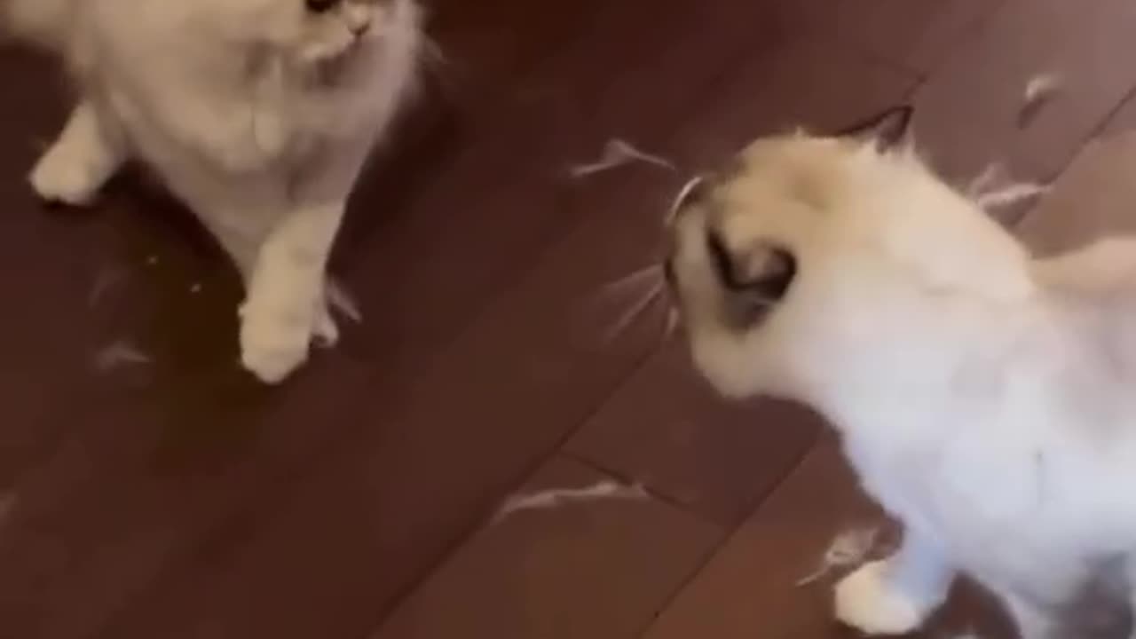 Cute cats are fighting together 😂