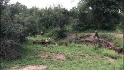 Animals
