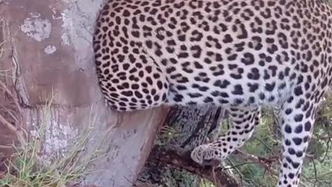 Leopard Steal Baby Bird 🐦 #animals #wildanimals #wildlife #animalsworld